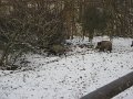 Polovnicke zdruzenie-Lipie   122